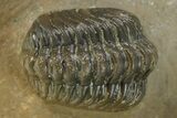 Spiny Cyphaspis Trilobite - Ofaten, Morocco #284061-3